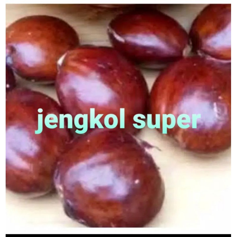 

JENGKOL TUA SUPER/250GRM