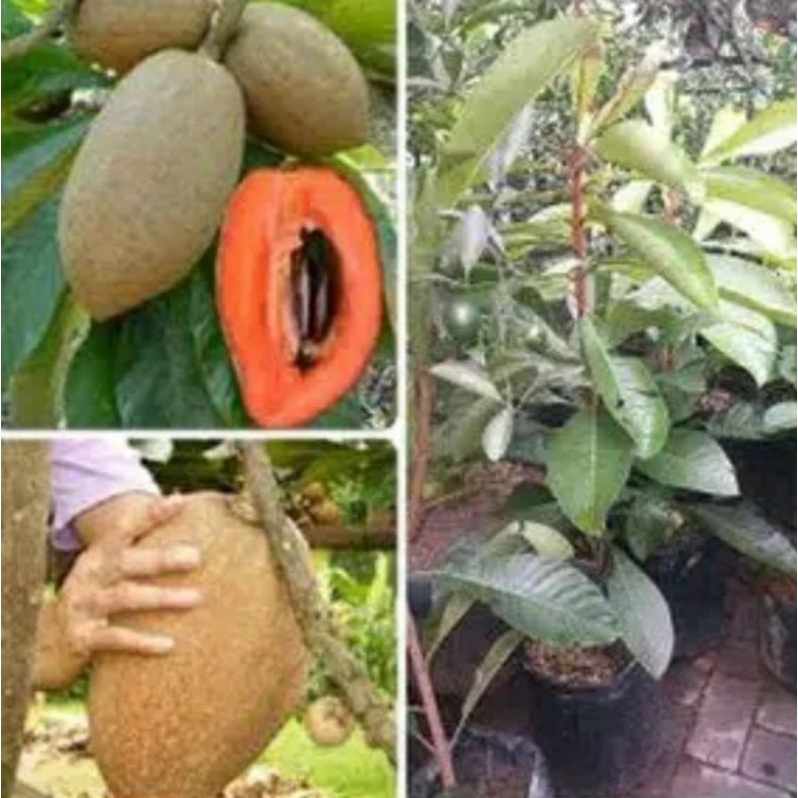 HARGA PROMO ASLI Bibit Mamey Sapote Magana cangkokan sawo raksasa