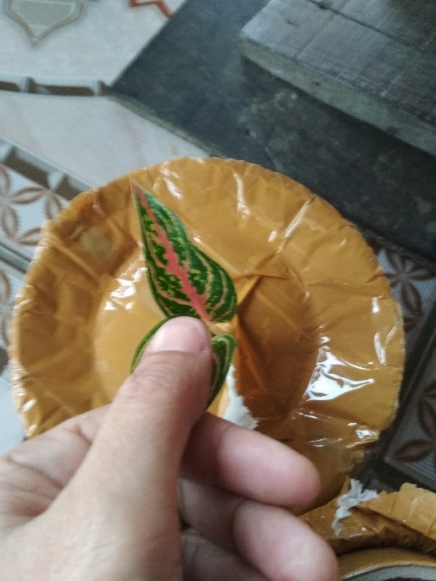 Bibit Aglonema Legacy Mangkok 2-3 Daun