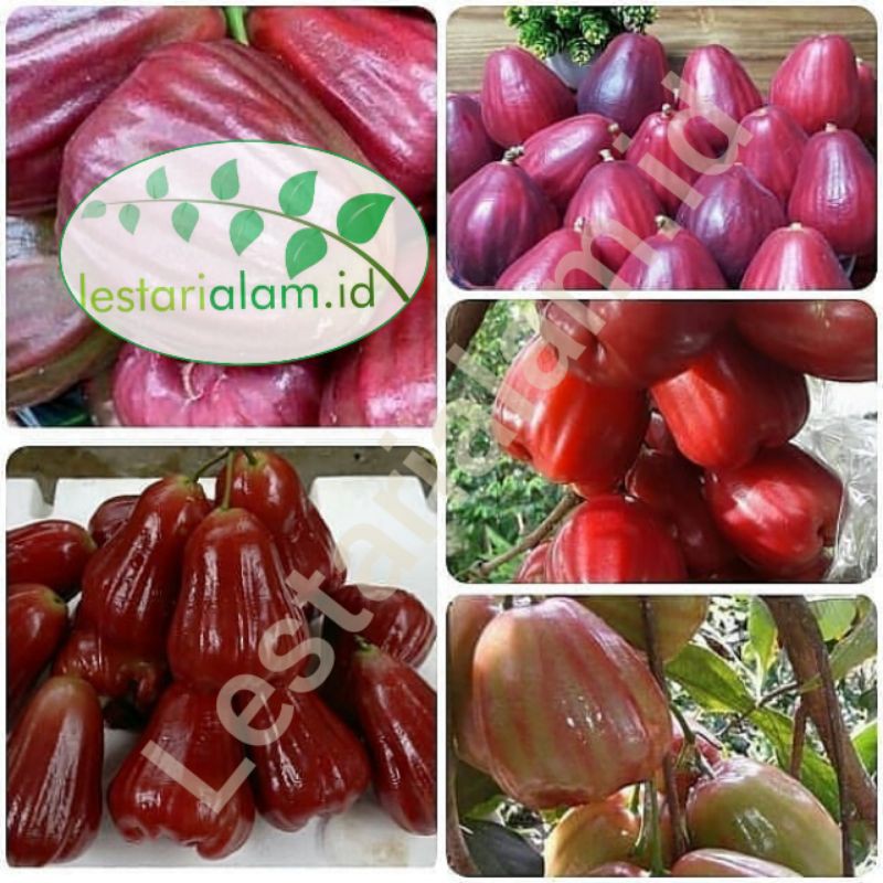 Bibit tanaman buah pohon jambu air merah bibit jambu air merah