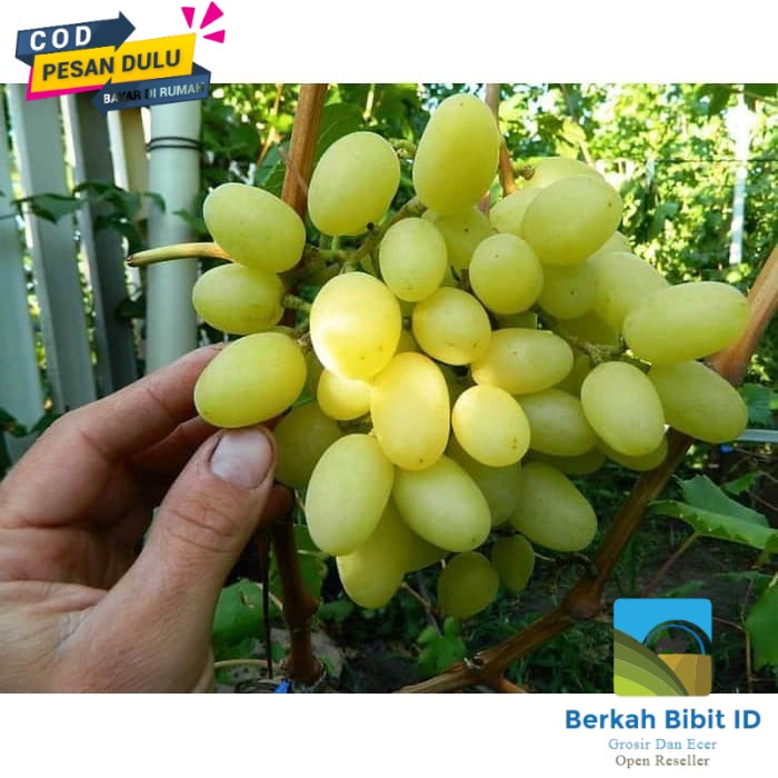 Bibit anggur import Landysh Grafting