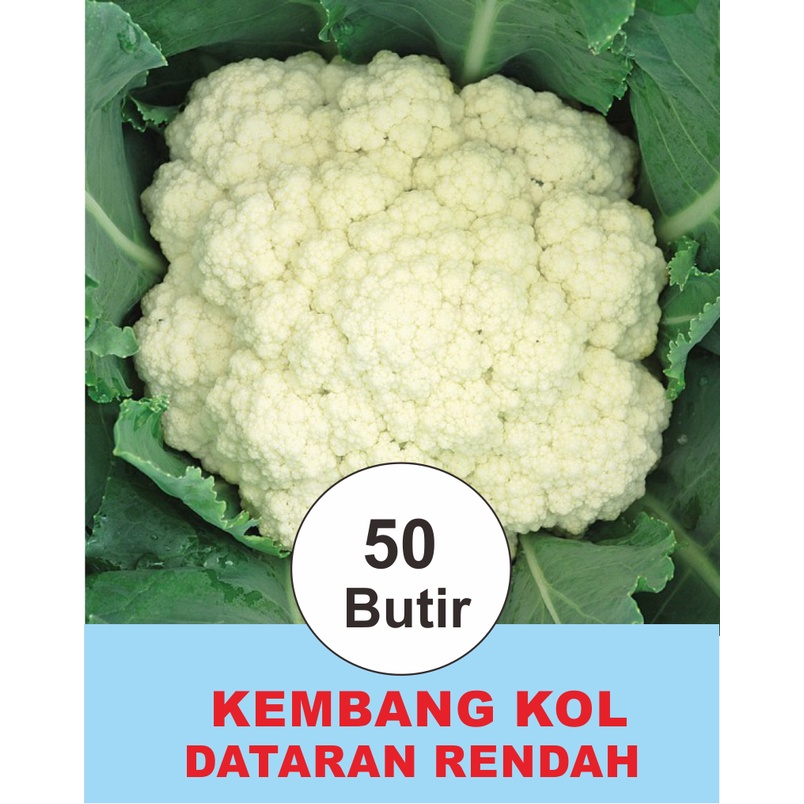 Benih Biji Bibit Sayuran/Sayur Kembang/Bunga Kol Dataran Rendah
