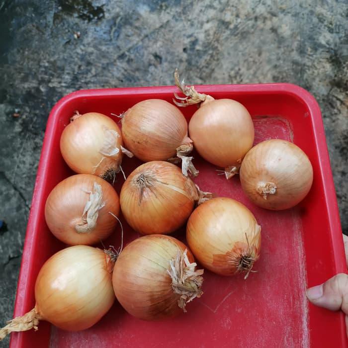 

Bawang Bombay 1 kg BERKUALITAS