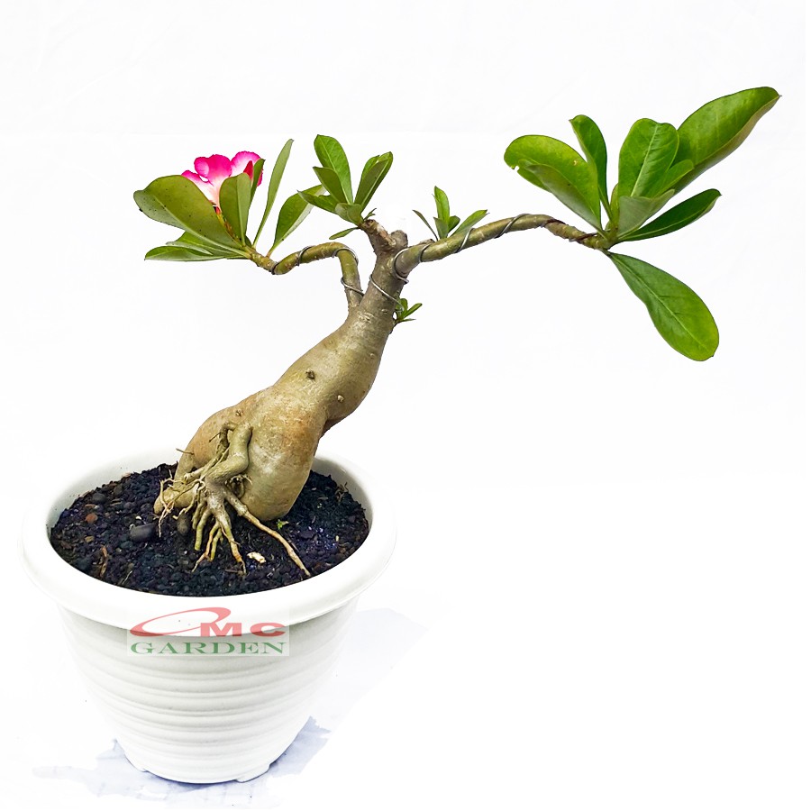 Tanaman Hias Bonsai Adenium Arabicum Obesum Kamboja Jepang B-KJ-014
