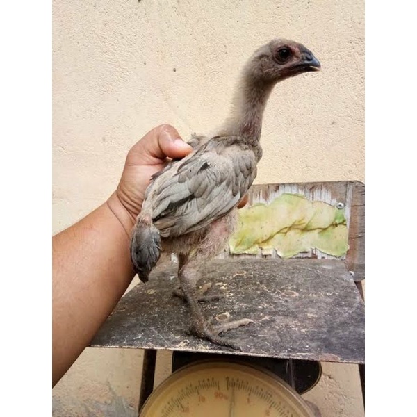 ayam ganoi mix khoyngon