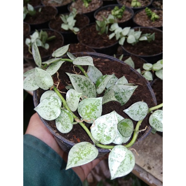 hoya lacunosa silver splash