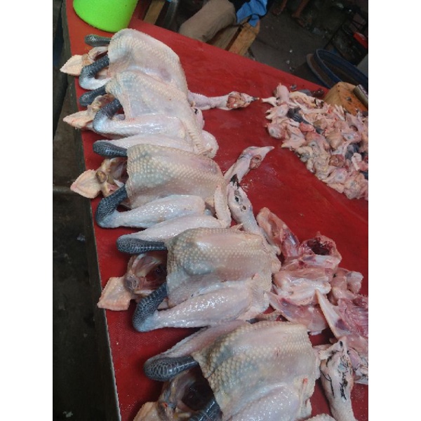 

Ay00! Ayam Kampung Super Ukuran 1100 gram Berat Hidup