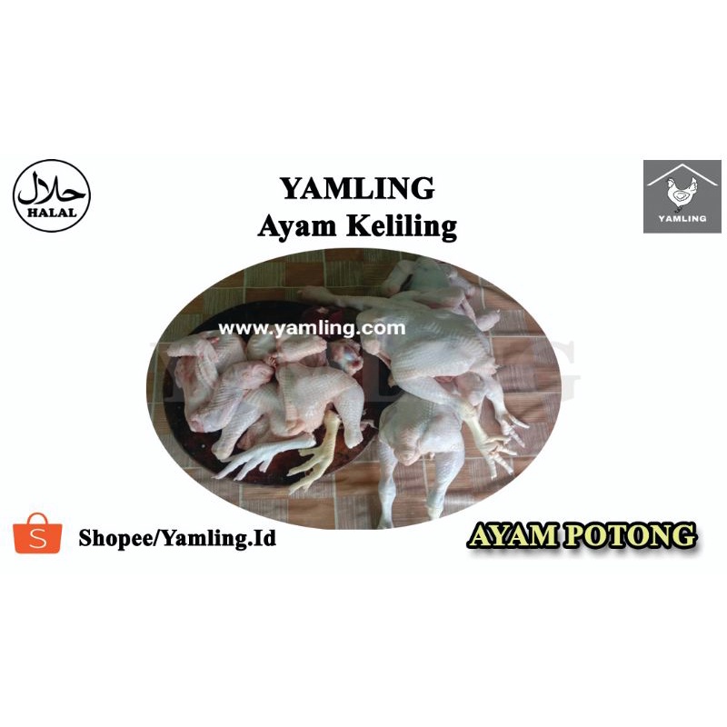 

Ayam Potong Fresh (Broiler)