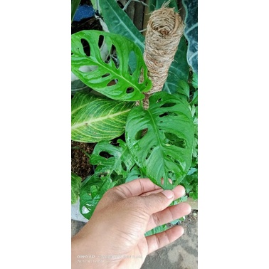 TANAMAN HIAS MONSTERA JANDA BOLONG ACUMINATA BESAR