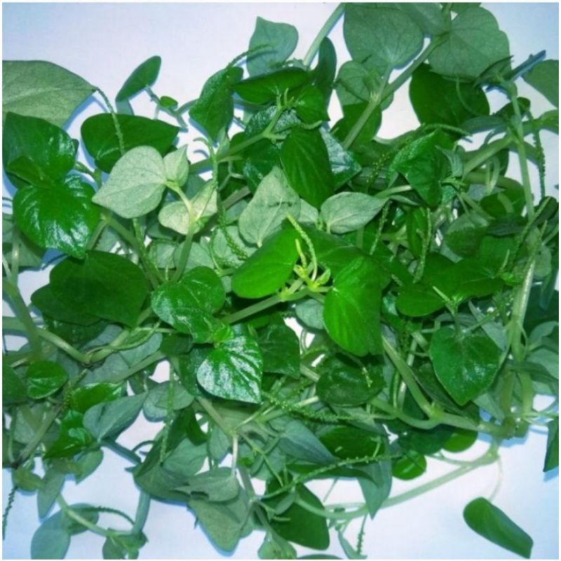 

Pohon Sirih Cina | Ketumpang Air Perpohon Suruhan Herbal