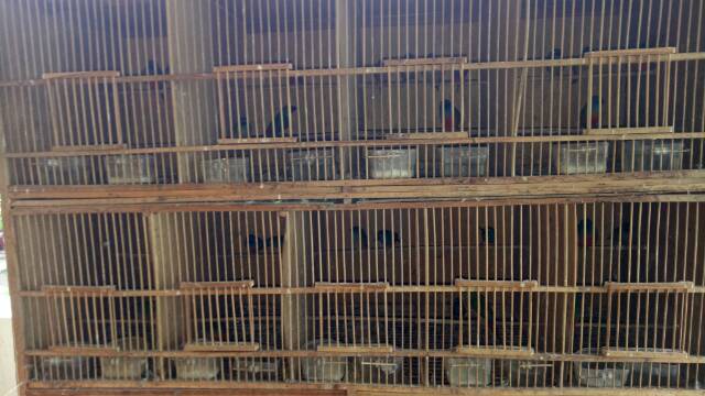 Bondol Hijau Shopee Indonesia