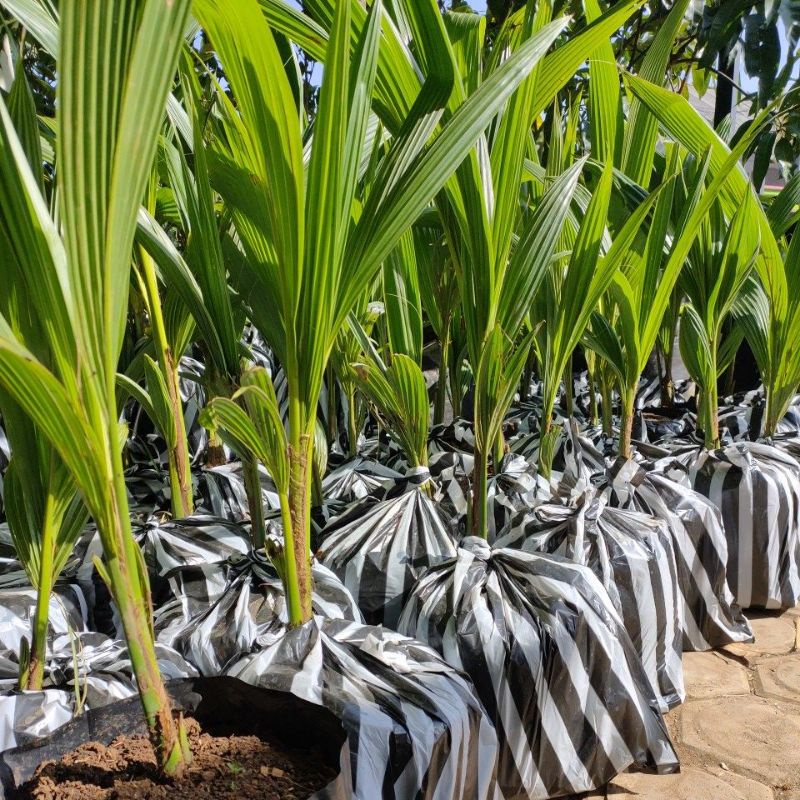 Bibit kelapa pandan wangi asli import thailand 100%