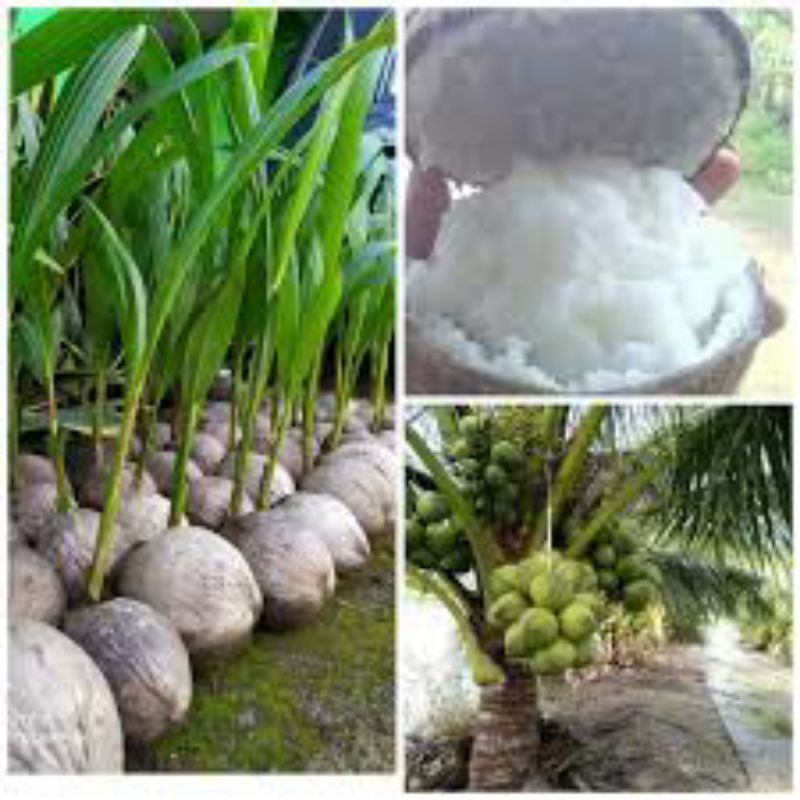 bibit kelapa kopyor original,kelapa kopyor,bibit kelapa