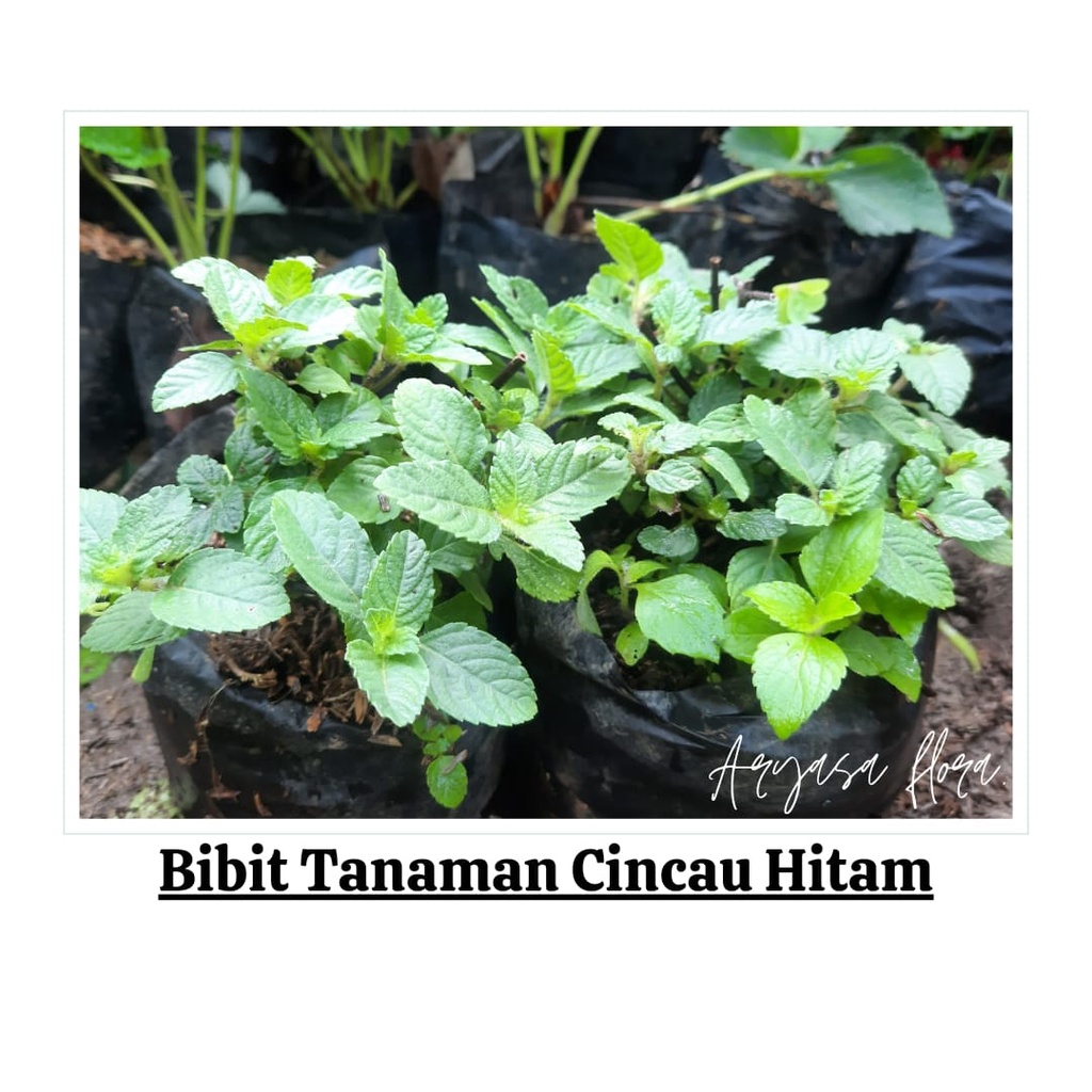 Bibit Cincau Hitam atau Janggelan/Tanaman Cincau Hitam