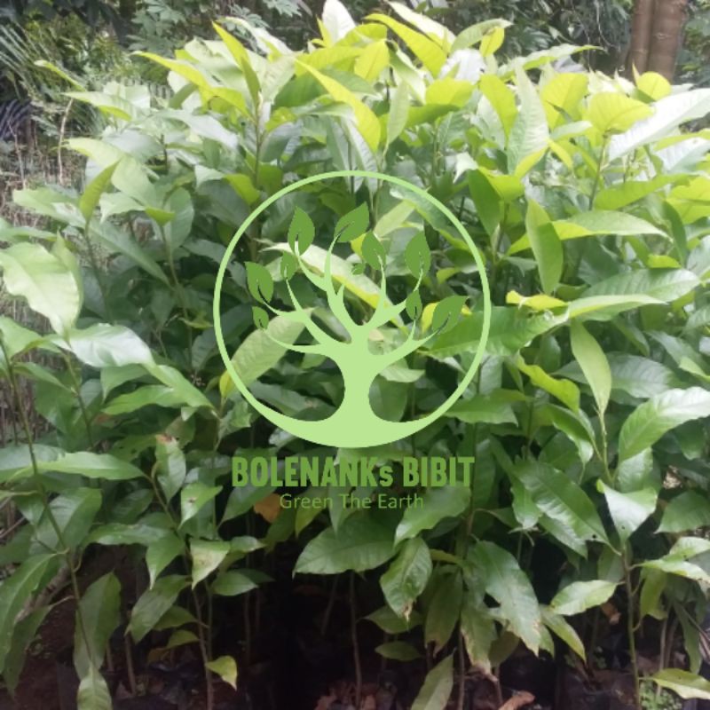 Bibit Pohon Cempaka Manglid - Pohon Bunga Kantil