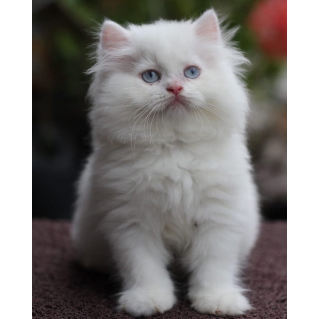 kitten norwegian betina