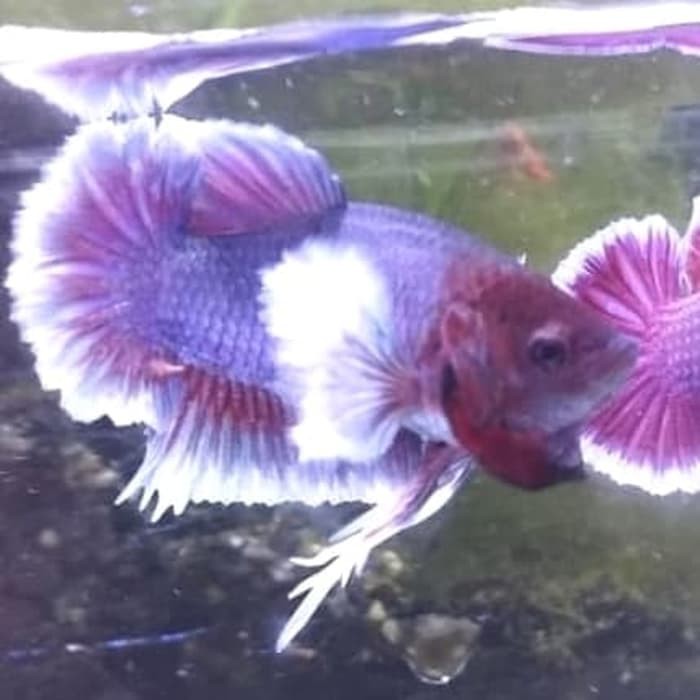 Jual betta / cupang dumbo ear (kuping gajah) Limited
