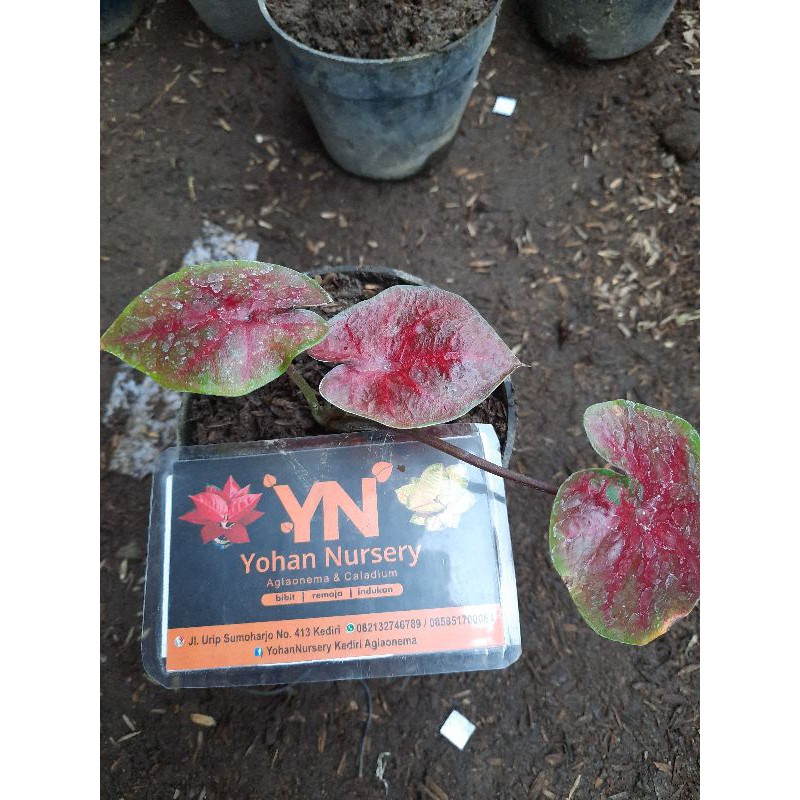 tanaman hias bunga caladium bibit red devil