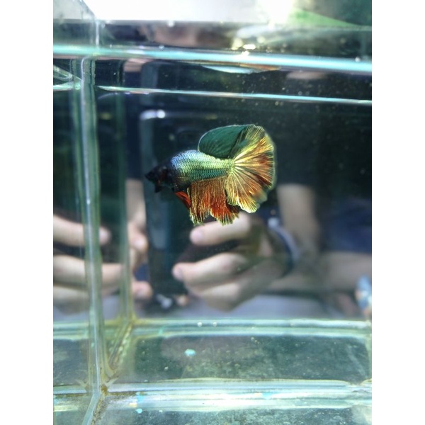 IKAN CUPANG HALFMOON RED COOPER