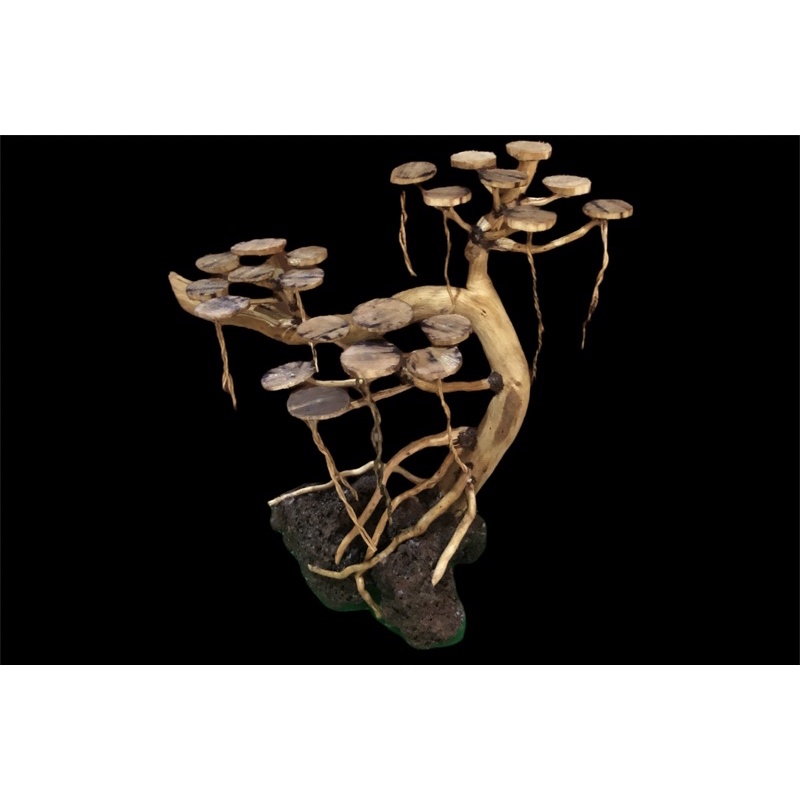 Bonsai aquascape akar senggani