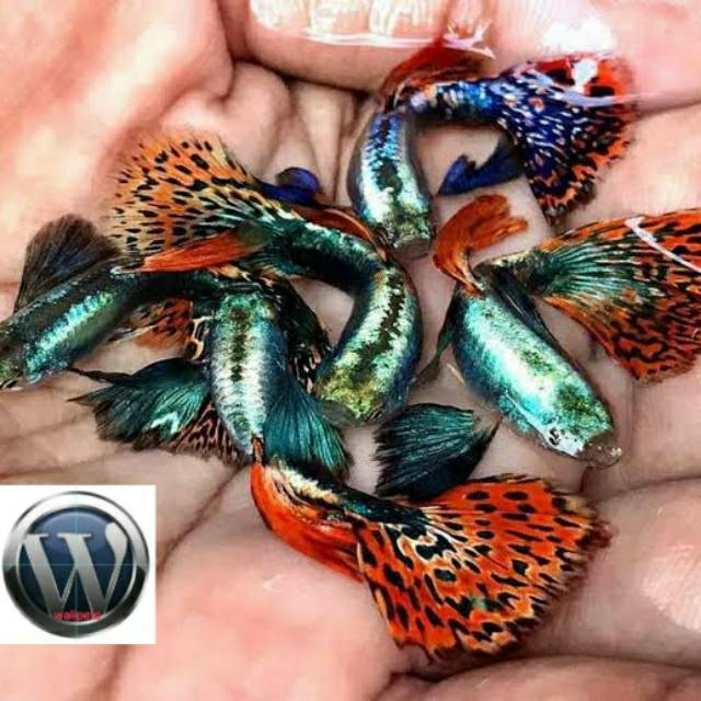 Ikan Hias Guppy 1 Pasang, Platinum Mozaik Dumbo Ear