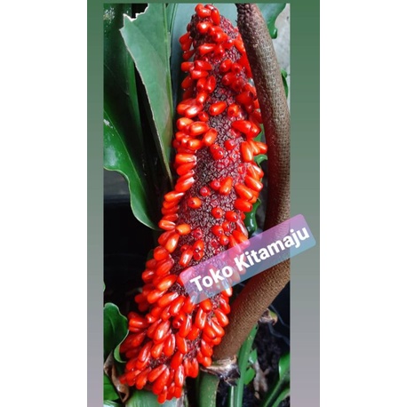 PROMO 100  Biji/Benih Anthurium Gelombang Cinta