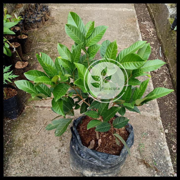 Bibit Pohon Rambutan Rapiah / Tanaman Buah Rambutan / Ropiah
