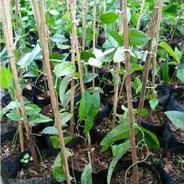 Bibit Tanaman Cincau Rambat // Bibit Hidup Tanaman Cincau Herbal // Cincau Jelli // Daun Cincau Jell