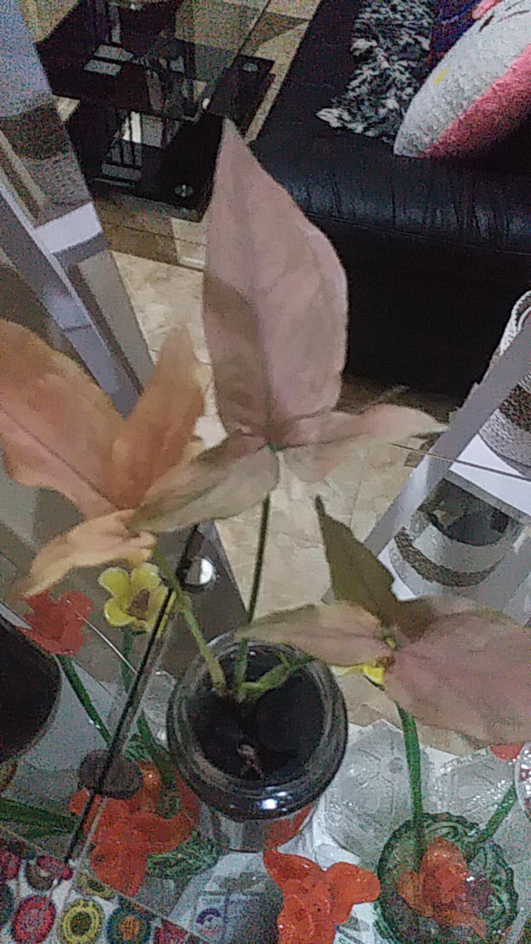Syngonium neon Robusta - Tanaman Hias Singonium Pink / Indoorplant