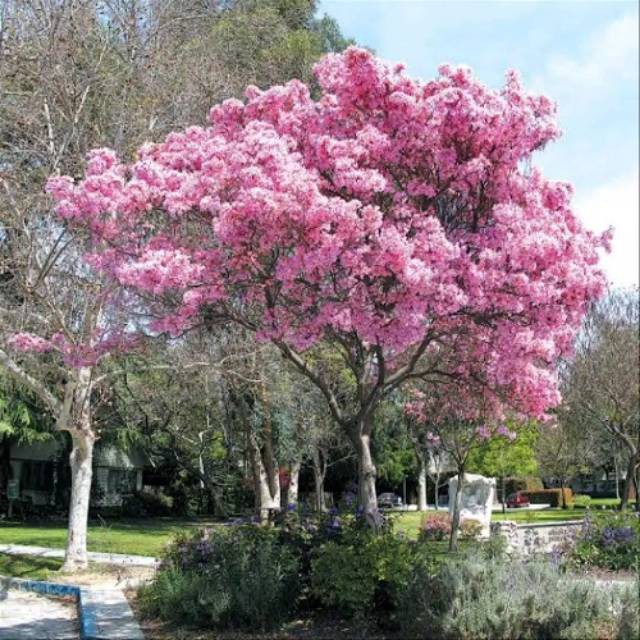 Tanaman bunga sakura tabebuya 1 meter bunga pink