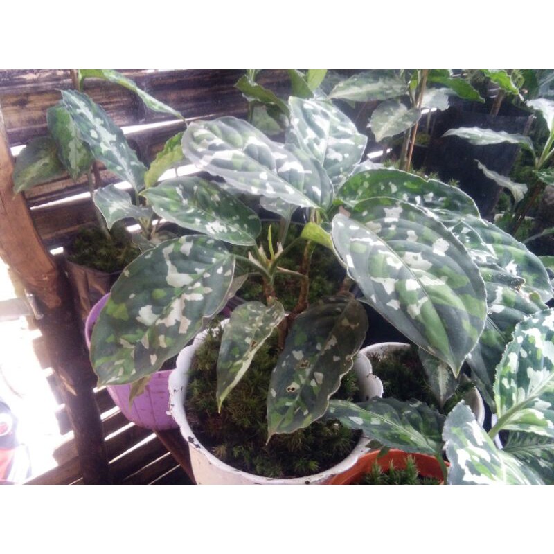 Bonsai aglaonema pictum tricolor