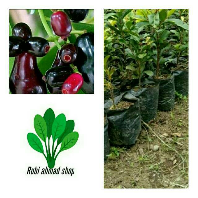 Bibit tanaman jamblang hitam/pohon jamblang/buah duwet