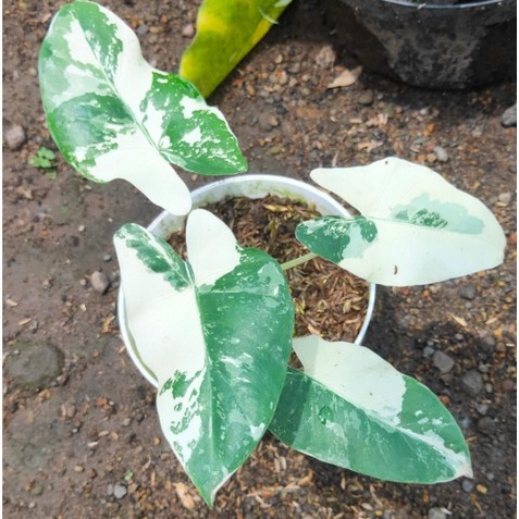 tanaman hias bunga keladi sente/ varigata albino cantik AGRO FARMLAND