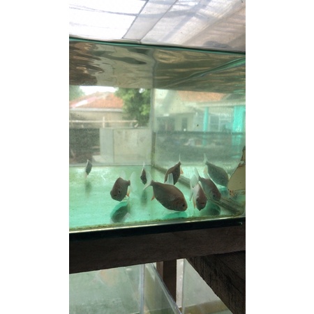 ikan pacu albino