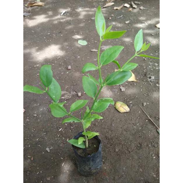 H3Ro Bibit Tanaman Pohon Siwak Kayu Arak Arok