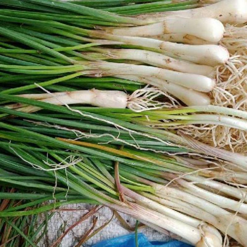 

BSM | TERMURAH Bawang Batak Lokio Segar 250gr - 1kg | Sayur online