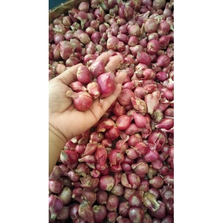

bawangmerah