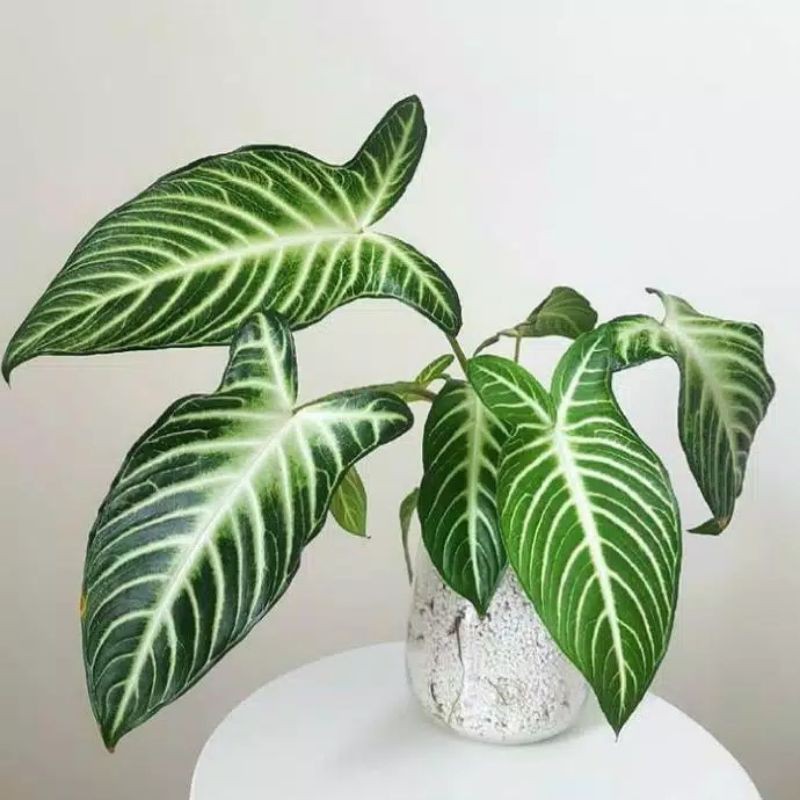 caladium zebra / keladi zebra / tanaman hias caladium