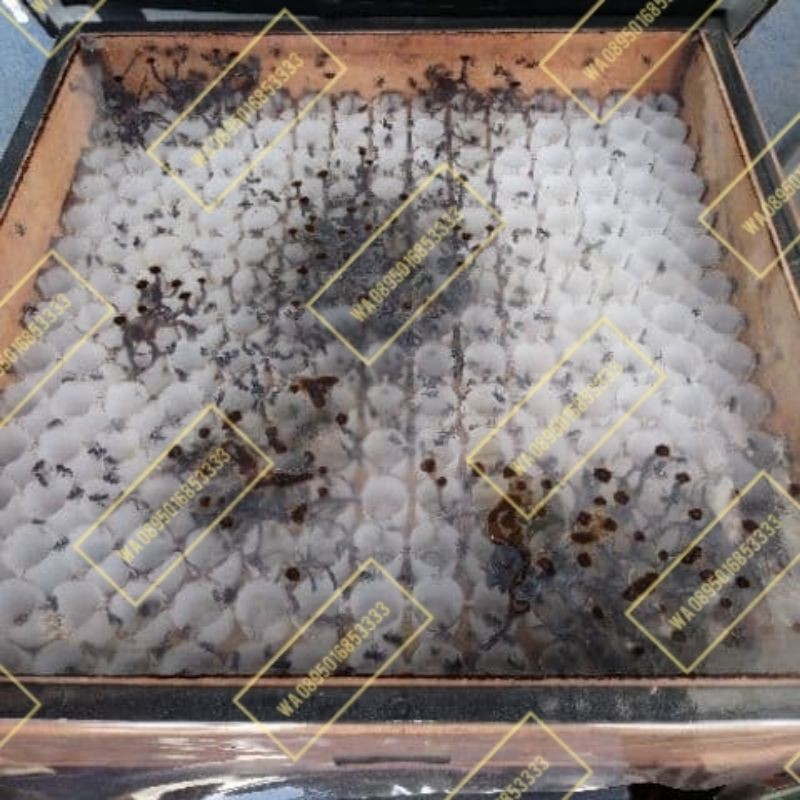 Kantung Cawan Madu Tiruan kelulut trigona klanceng itama thorasica apicalis murah