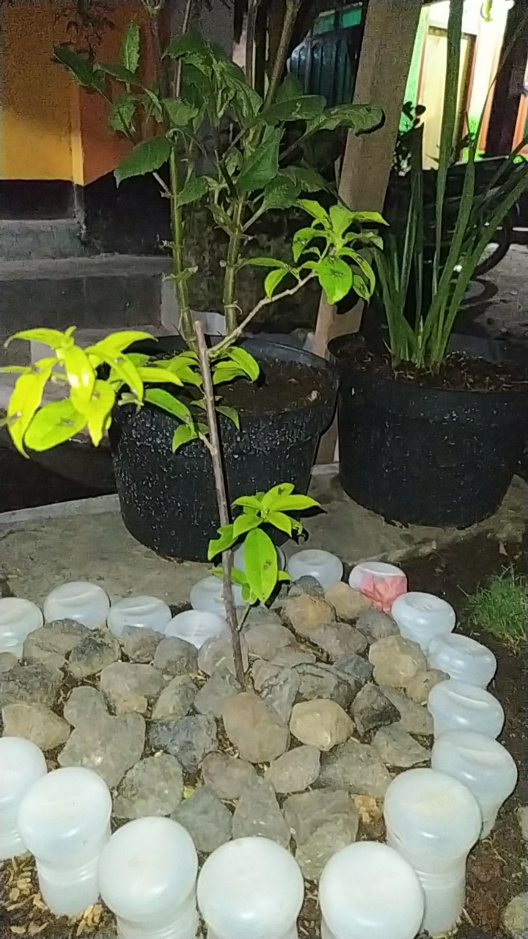 Tanaman Hias Taman Bougenville Putih