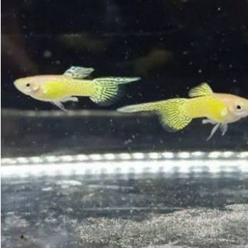 

Paket 6 Ekor Ikan Hias Guppy Yellow Less Topsword