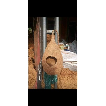 sarang burung Lovebird