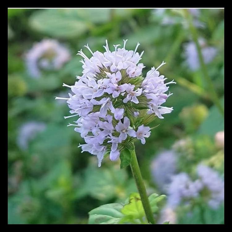 

Murmer Biji Bunga Mentha Piperita Terbaru