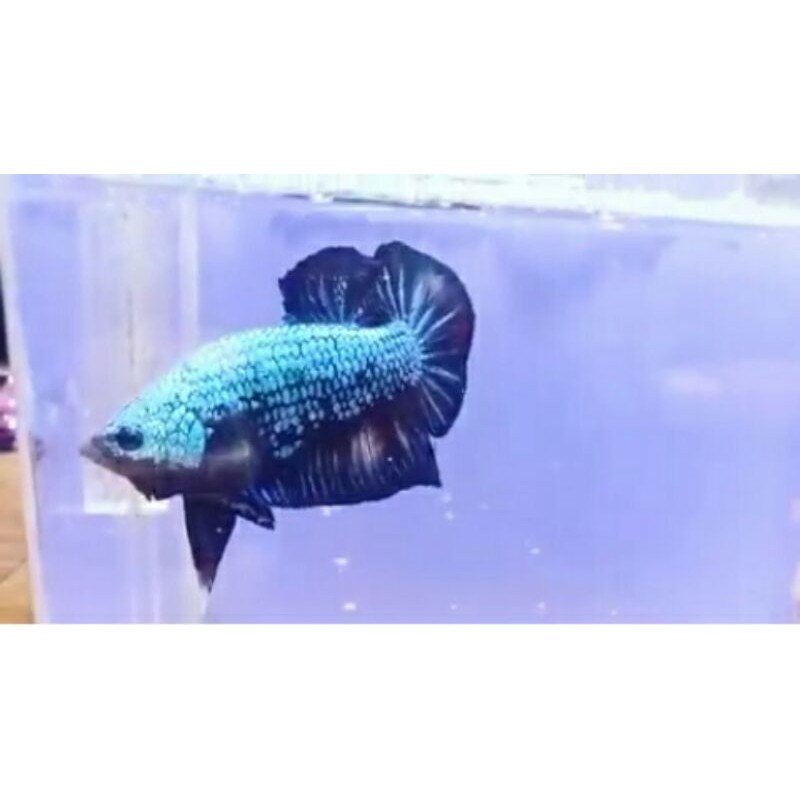 ikan cupang besgel
