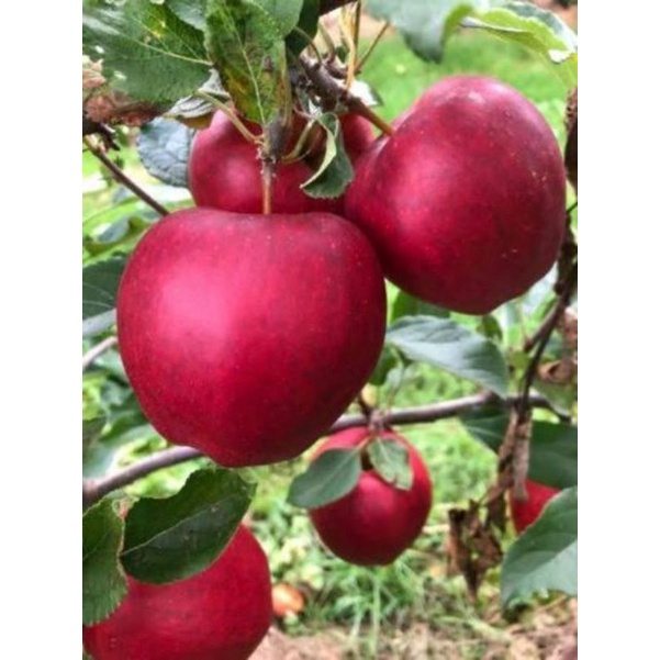 Bibit Apel Merah Import Berkuwalitas-Bibit Buah Apel Merah Okulasi-Bibit Tabaman Apel  Dan Murah 1kg