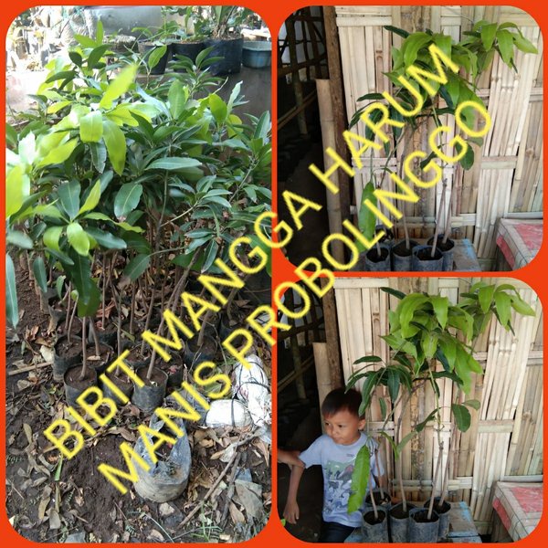 TERMURAH BIBIT BUAH MANGGA HARUM MANIS PROBOLINGGO HASIL OKULASI VIRRALL