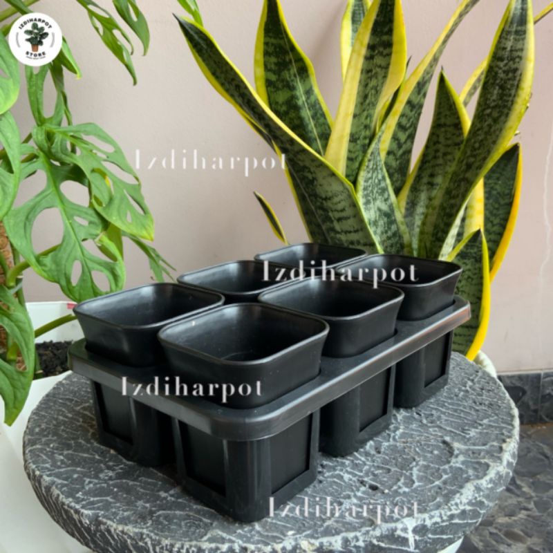 1 set Tray + POT BUNGA NKT KOTAK 7 CM HITAM | tray semai bibit