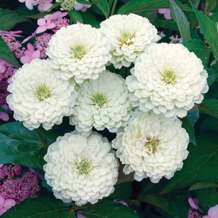 Benih-Bibit Bunga Zinnia Polar Bear (Haira Seed)