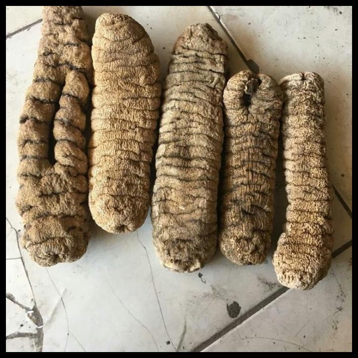 

DISKON TERBATAS !!! TERIPANG KUNYIT KERING 1 KG TERLARIS