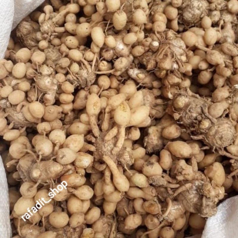 

Kuyit Putih Jamu Jamuan Obat Tradisional Netto. 1kg